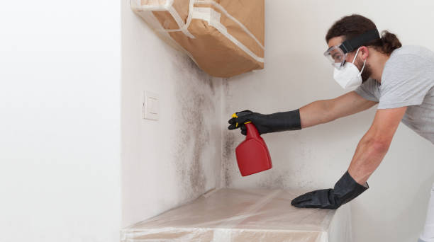 Professional Basement Mold Removal technician working in Lowell, MA