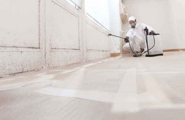 24/7 Emergency Basement Mold Removal experts in Lowell, MA